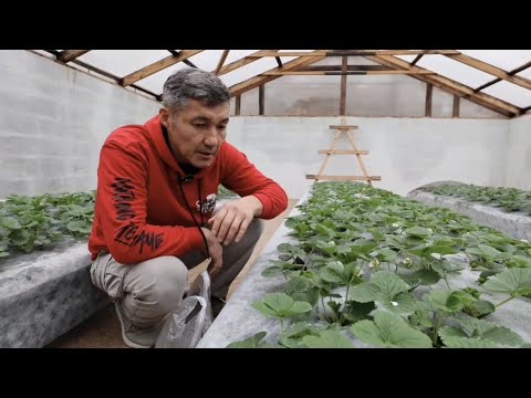 Видео: Асхат Зулхарнайұлы: «Құлпынай өсіру – табысты кәсіп»