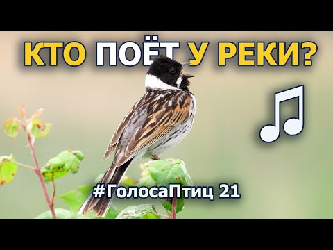 Видео: Какие птицы поют и живут у реки? #ГолосаПтиц 21