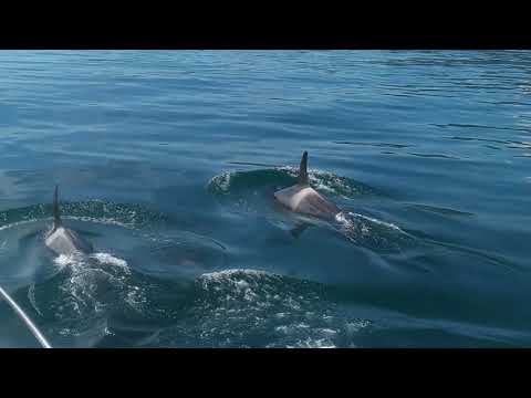 Видео: Едем на Камчатку 2021 Часть 9 Переход в бухту Русская