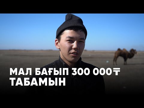 Видео: Бүкіл ауылдың малын велосипедпен бағып жүр | Малшы баланың арманы
