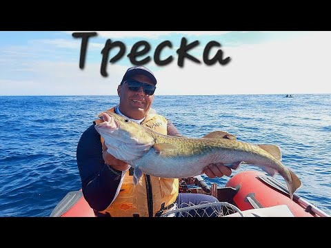 Видео: Приморский край, мыс Поворотный, Треска,август 2025.