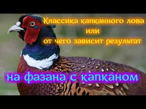Видео: Как поймать Фазана в Капкан,или от чего зависит результат