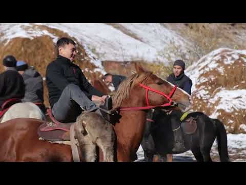 Видео: УЛАК КАРА КУЛЖА