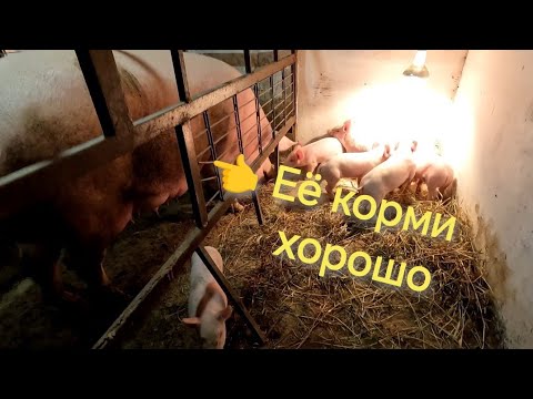 Видео: Проверенная ⏰ методика 🐷 поросятки 💯% будут  🔥