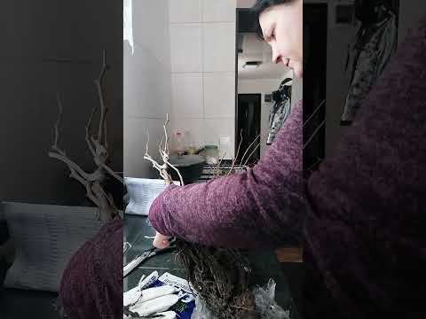 Видео: Распаковка посылки с саженцами от КСП.