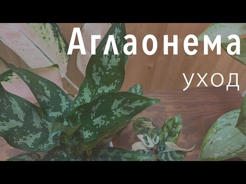 Видео: №96. Аглаонема. Основной уход. Почему растение может погибнуть?