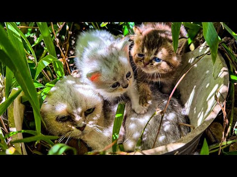 Видео: От голода к безопасности: спасение ослабевшей кошки и её очаровательных котят | Руководство по ух...