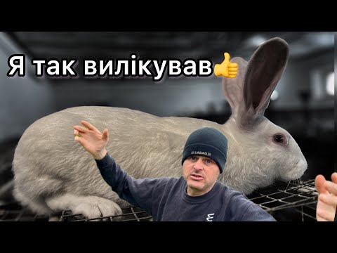 Видео: Я зупинив діарею у кроликів. Але…