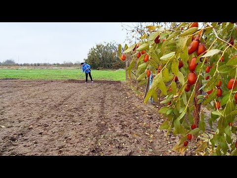 Видео: Место, в котором хочется жить! | Посадки продолжаются | Сливаем последнее вино с осадка