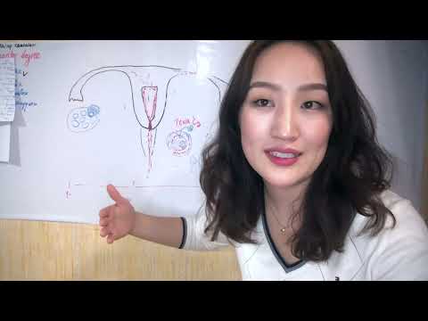 Видео: Биений юмны мөчлөг, Өндгөвчний уйланхай, өндгөн эсийн нөөц, жирэмслэлт, эстроген эмч Б.Баясгаланмаа