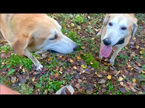 Видео: 23.09.2025. Баян и Альта. Охота с русскими гончими. 