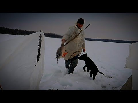 Видео: ОХОТА НА ГУСЯ. Настрелял и ПРИГОТОВИЛ. #приключения #охотавидео #готовиммясо