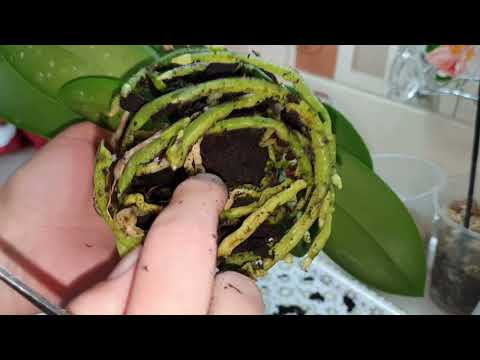 Видео: Пересаживаю Ароматную Орхидею с Деткой в ЗАКРЫТУЮ СИСТЕМУ