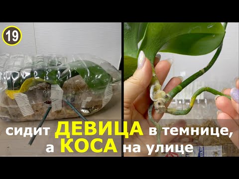 Видео: Реанимация орхидеи без корней, но с деткой