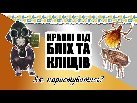 Видео: Как обработать собаку от блох и клещей?