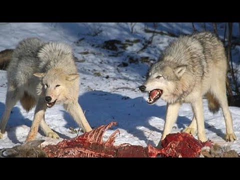 Видео: Охота на волка в Казахстане архив 2005 год