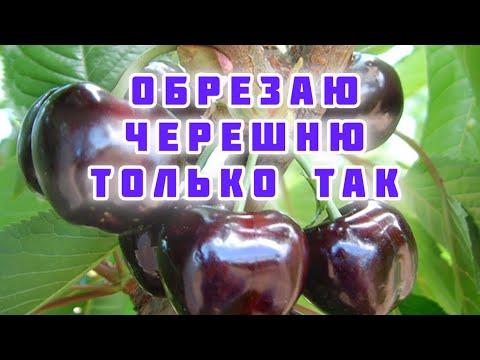 Видео: Обрезка черешни весной : виды и правила.