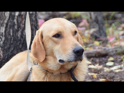 Видео: Ай да Заливай, ай да радует! Нагонка русской гончей перед охотой на зайца