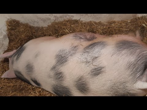 Видео: С.С.А//Подготовка к опоросу по традиции, какие медикаменты мне нужны//Свиноматка трехпородка //