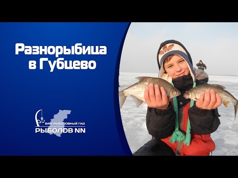 Видео: Ловля густеры, плотвы и окуня на Горьковском море.