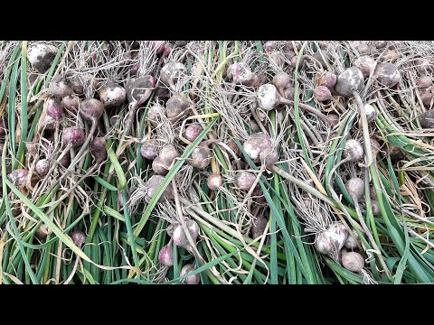 Видео: Технологія вирощування однозубки часнику. Дозрівання, готуємось до викопки.