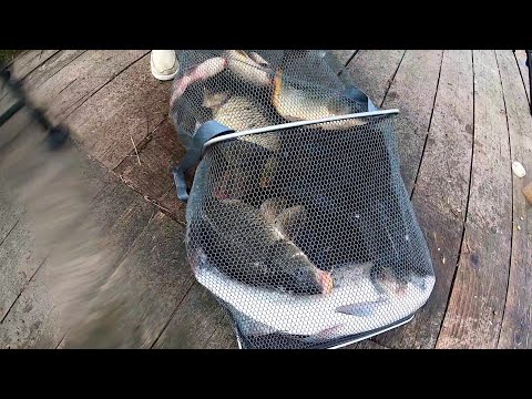 Видео: Рыбалка на чеках в Маяках ,ТОЛСТОЛОБ и КАРПЫ .