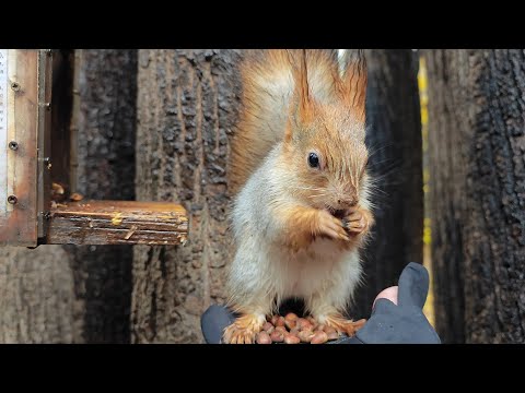 Видео: Осенняя погода ☔🍂😃 Autumn weather