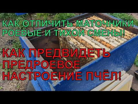 Видео: КАК ОТЛИЧИТЬ МАТОЧНИКИ РОЕВЫЕ ТИХОЙ СМЕНЫ И ПРЕДВИДЕТЬ РОЕНИЕ ✅☝️🐝