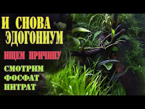 Видео: Что будет если задрать НИТРАТЫ в Аквариуме от ЭДОГОНИУМА ?