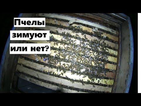 Видео: Ночной осмотр пасеки и последний облёт.