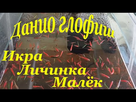 Видео: Как разводить данио глофиш в домашних условиях Разведение данио глофиш
