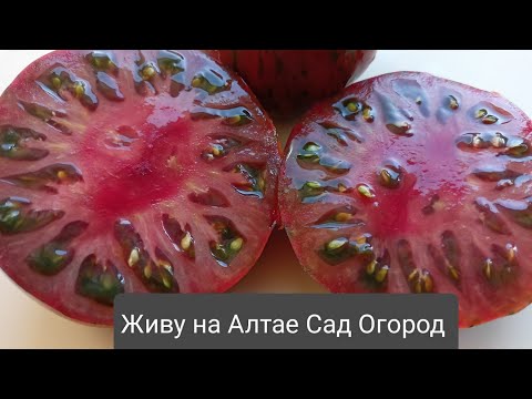 Видео: Самый урожайный сорт томатного гнома "Полосатая Амазонка". Всё о сорте и особенностях выращивания