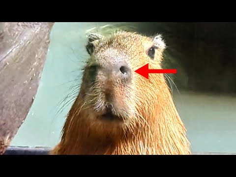 Видео: [Капибара] Они будут плавать после этого! Они много едят! Братья капибары взаимодействуют!