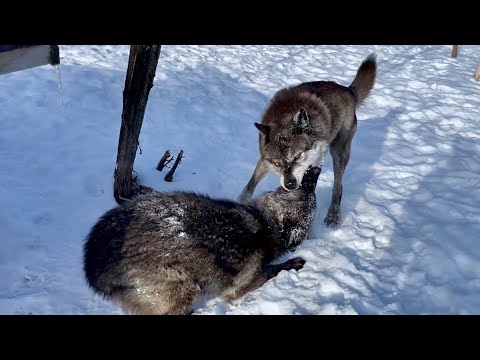 Видео: ВОЖАК СТАИ ПРИНЯЛ чёрную волчицу 😱‼️Гибрид Арктики наглухо начала давить Йети.