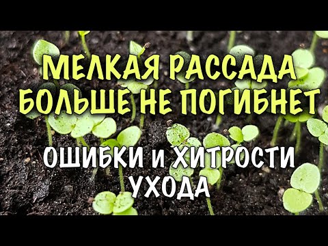 Видео: РАССАДА БОЛЬШЕ НЕ ПОГИБНЕТ! ОШИБКИ и ХИТРОСТИ ухода ЗА МЕЛКОЙ РАССАДОЙ ПЕТУНИИ и ДРУГИХ РАСТЕНИЙ