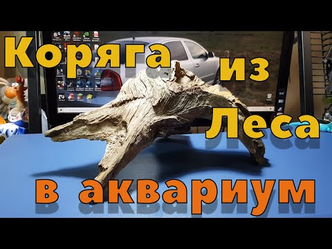 Видео: Коряга для аквариума