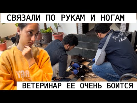 Видео: ПРИСЫПИЛИ СОБАКУ ТЕПЕРЬ БОИМСЯ ЧТО БУДЕТ ДАЛЬШЕ👀
