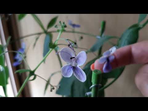 Видео: Клеродендрум Угандийский. Голубые бабочки. Мои ошибки и опыт.