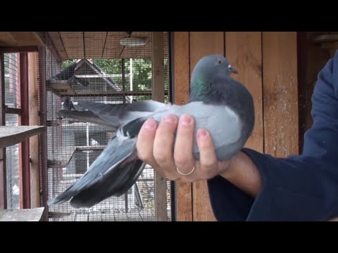 Видео: Вітрові голуби 2ч