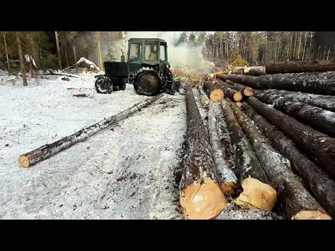 Видео: Стоит ли так делать? Валка леса! Опасная ситуация!!!