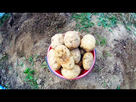 Видео: НАШУМЕВШИЙ КАРТОФЕЛЬ сорта "СЫНОК" - 16.10.2020 собираю урожай и делюсь впечатлениями!