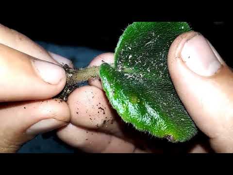 Видео: 10-20 деток с одного листа? Возможно ли это и как?