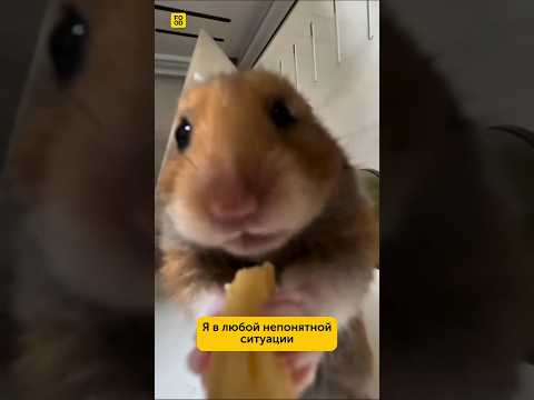 Видео: Кто узнал себя?😀#foodru #рецепты #юмор