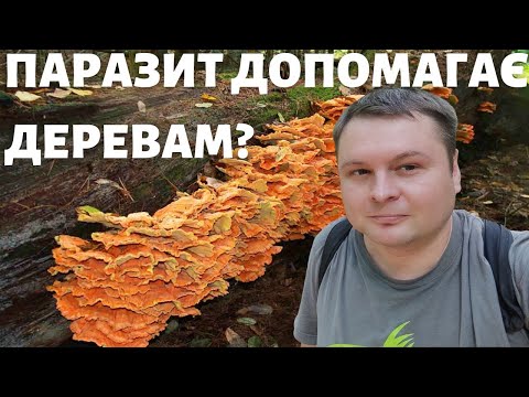 Видео: СМАЧНІШИЙ ЗА КУРКУ? ТРУТОВИК СІРЧАНО-ЖОВТИЙ. Laetiporus sulphureus