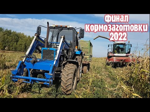 Видео: Уборка кукурузы на силос / ФИНАЛ КОРМОЗАГОТОВКИ 2022 / Владимирская обл.  за Русь !
