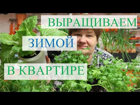 Видео: Выращивание зелени зимой в квартире.