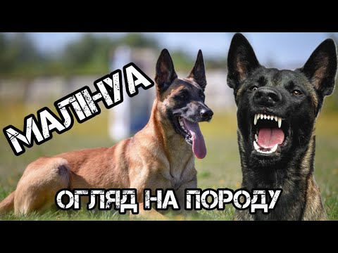 Видео: Бельгійська вівчарка МАЛІНУА