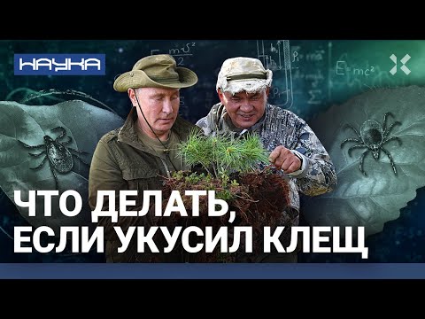 Видео: Что делать, если укусил клещ. Есть ли паразиты страшнее? Чем питаются клещи | НАУКА