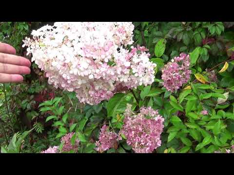 Видео: Уехал - пусть локти кусает! Одна на даче. Сад под ливнем. Топлю печь, вспоминаю детство