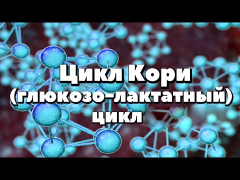 Видео: Цикл Кори(Глюкозо-Лактатный цикл)